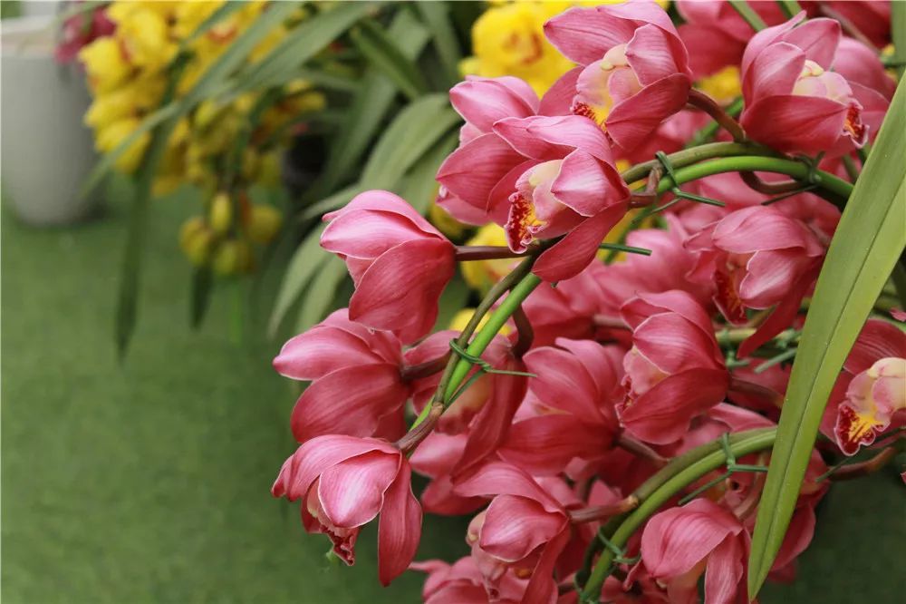 年宵花畅销品种概览