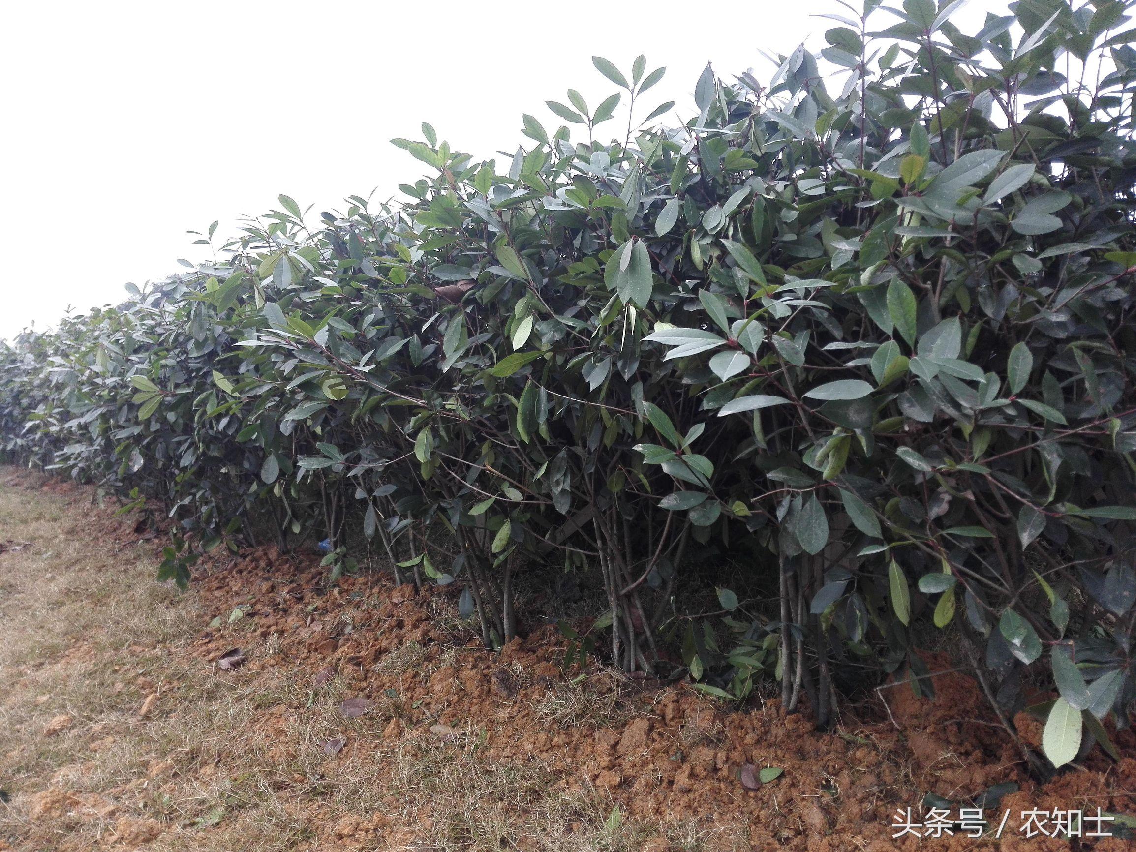 红叶石楠品种图片欣赏——自然之美与艺术之韵的交融