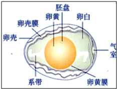 辅助生殖技术中的取卵后移殖，探索与理解