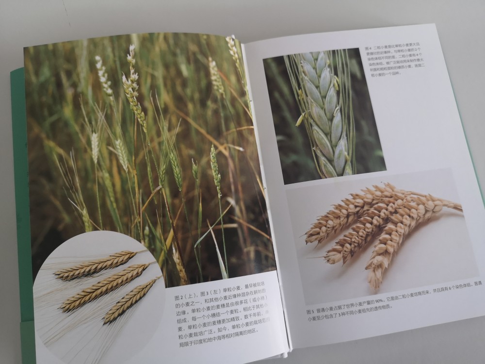 关于农作物的一本书，探索农业文明的智慧之源