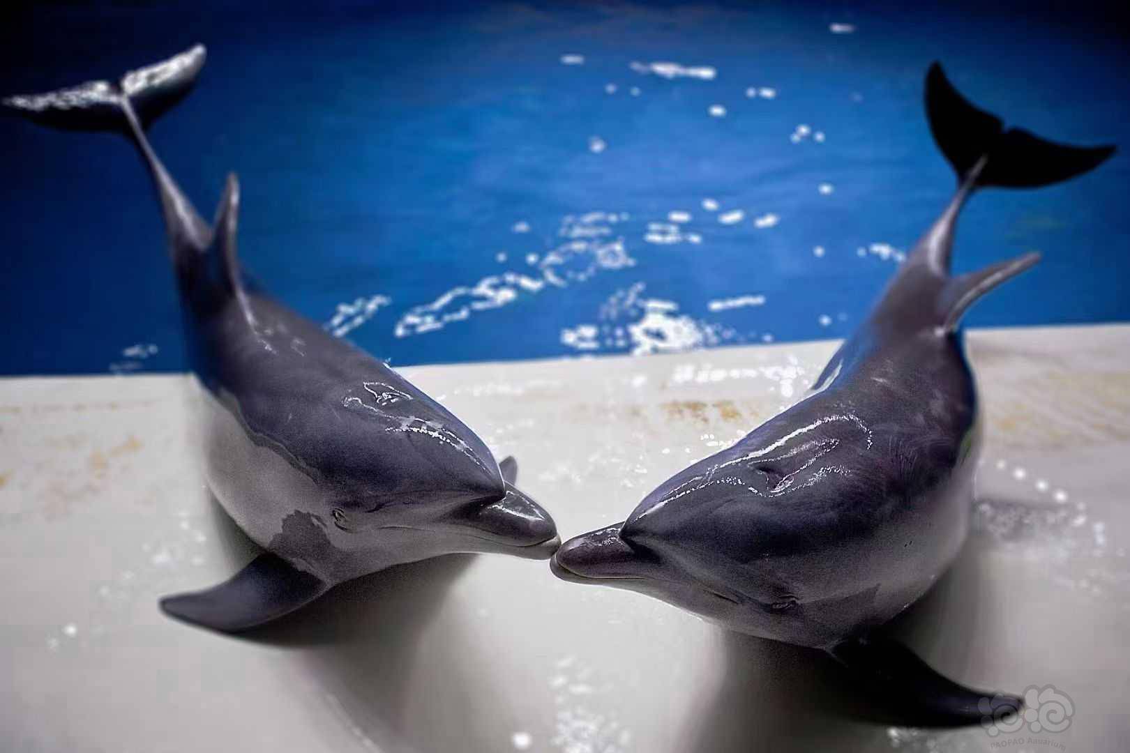 如何辨别真假海昌