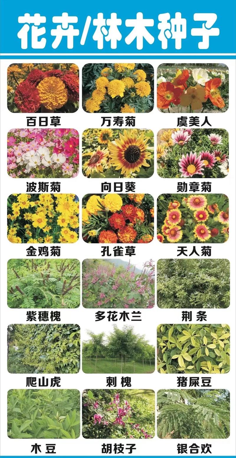 园林苗品种排行，探寻最佳排行榜单背后的秘密