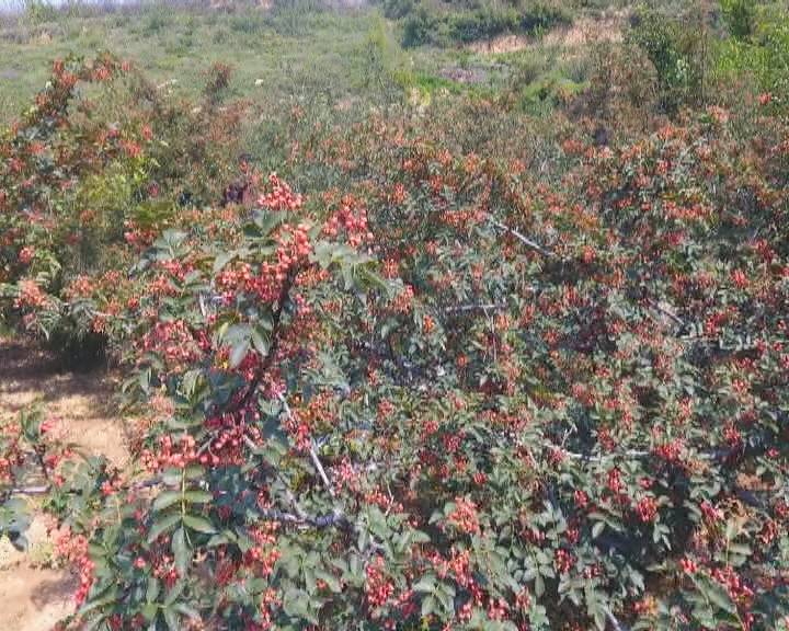 茶梅十大品种，探索其独特魅力与特点