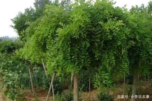 北方风景绿化树品种及其重要性