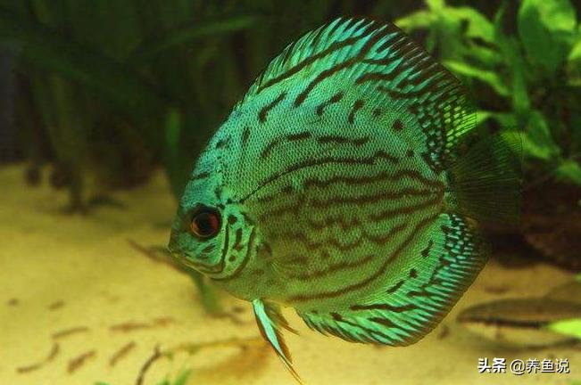 观赏鱼饲养一本通，打造你的水族乐园