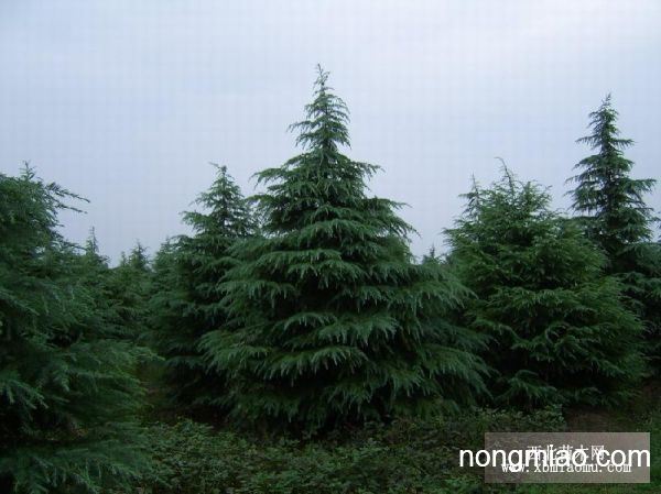 雪松品种繁多，如何选择优质的雪松树苗？