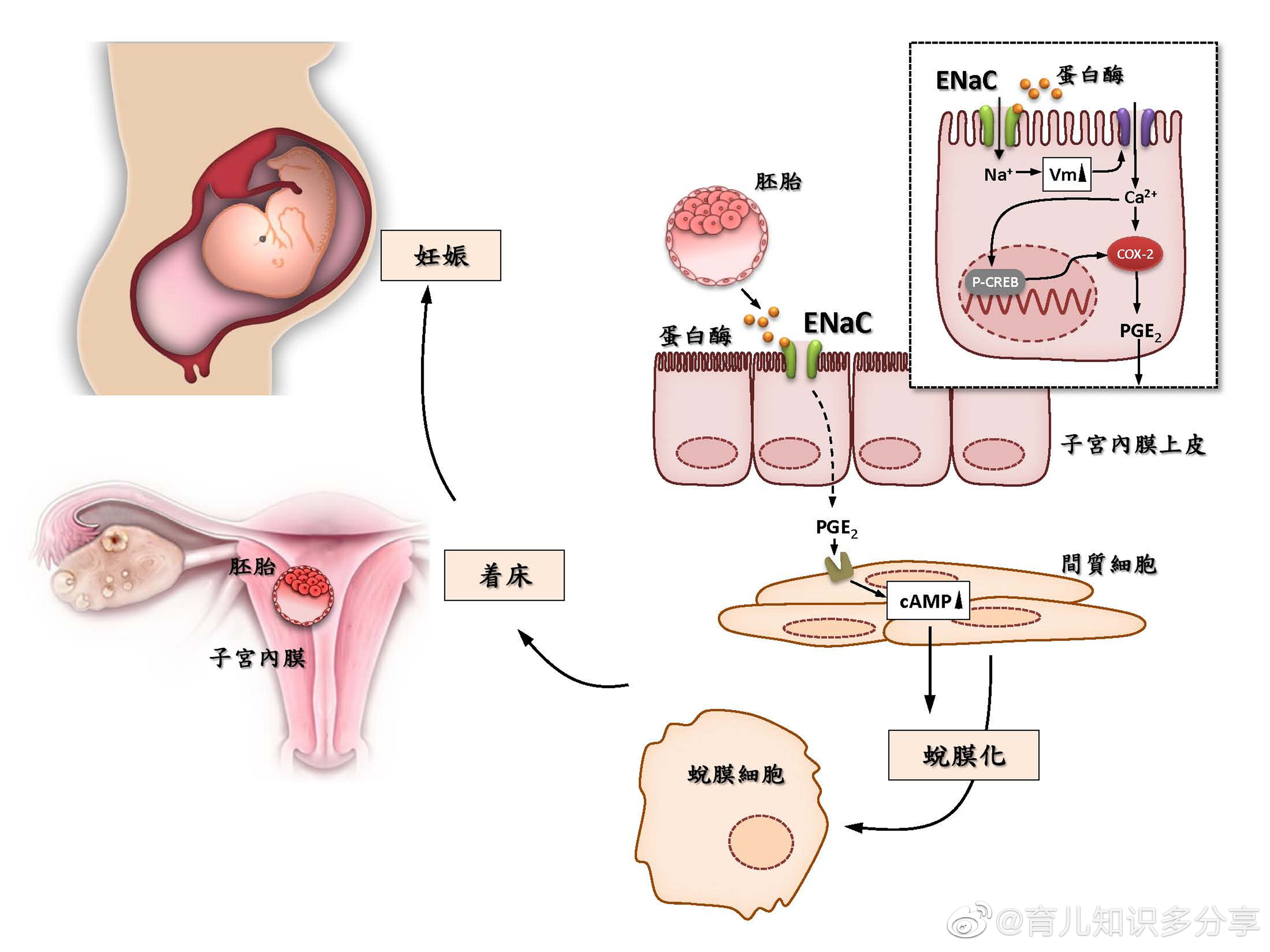 探究取卵过程中雌激素与卵子质量的关系