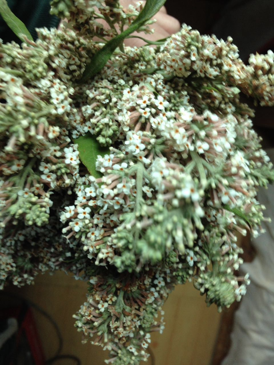 米蛋花的独特魅力与艺术价值