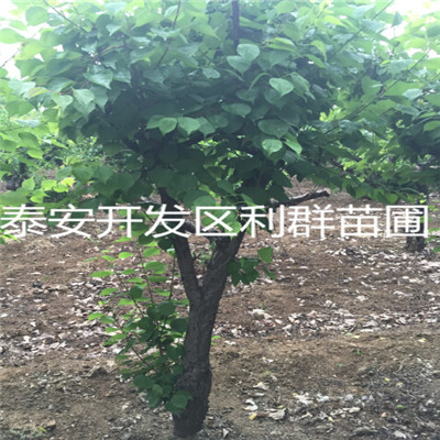 一般园林树苗品种及其特点
