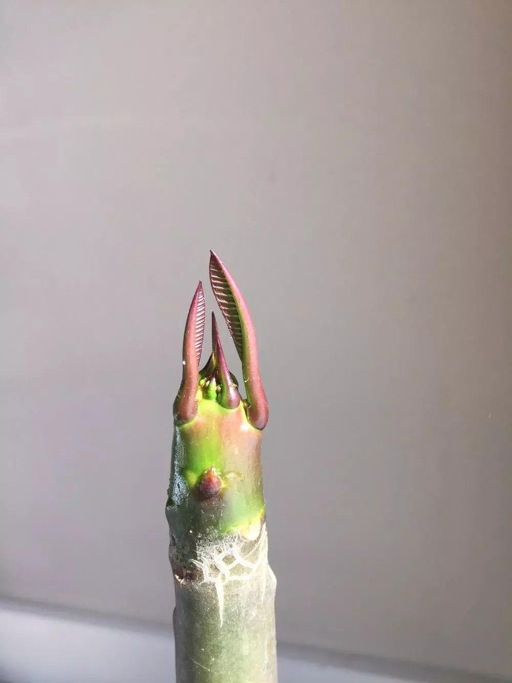 鸡蛋花营养，揭示一种日常食材的丰富价值