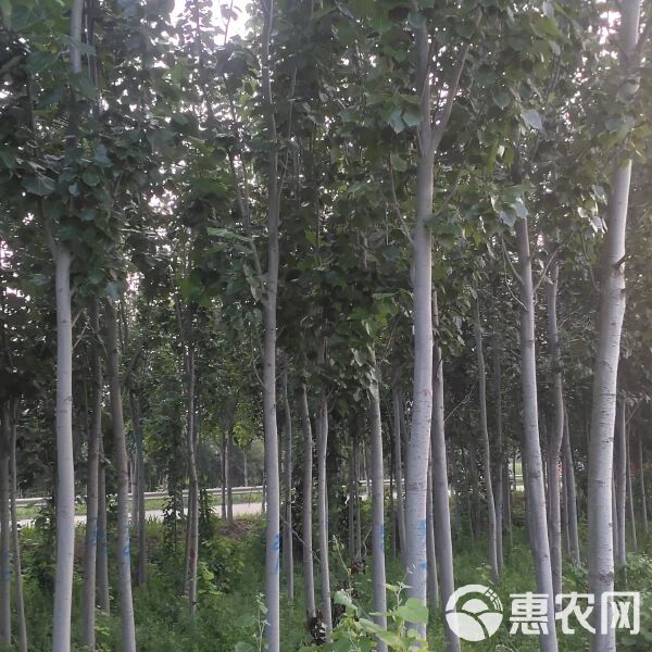 毛白杨的品种及其特点
