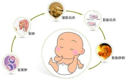 促排卵与取卵，现代医学下的生育之路