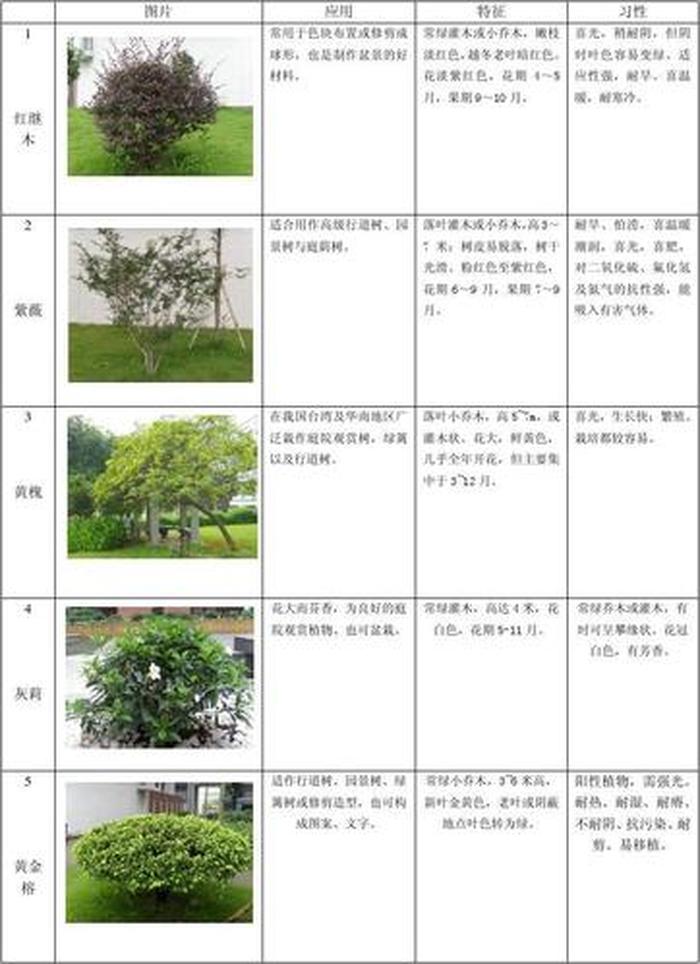 植物品种大全与风景树的魅力