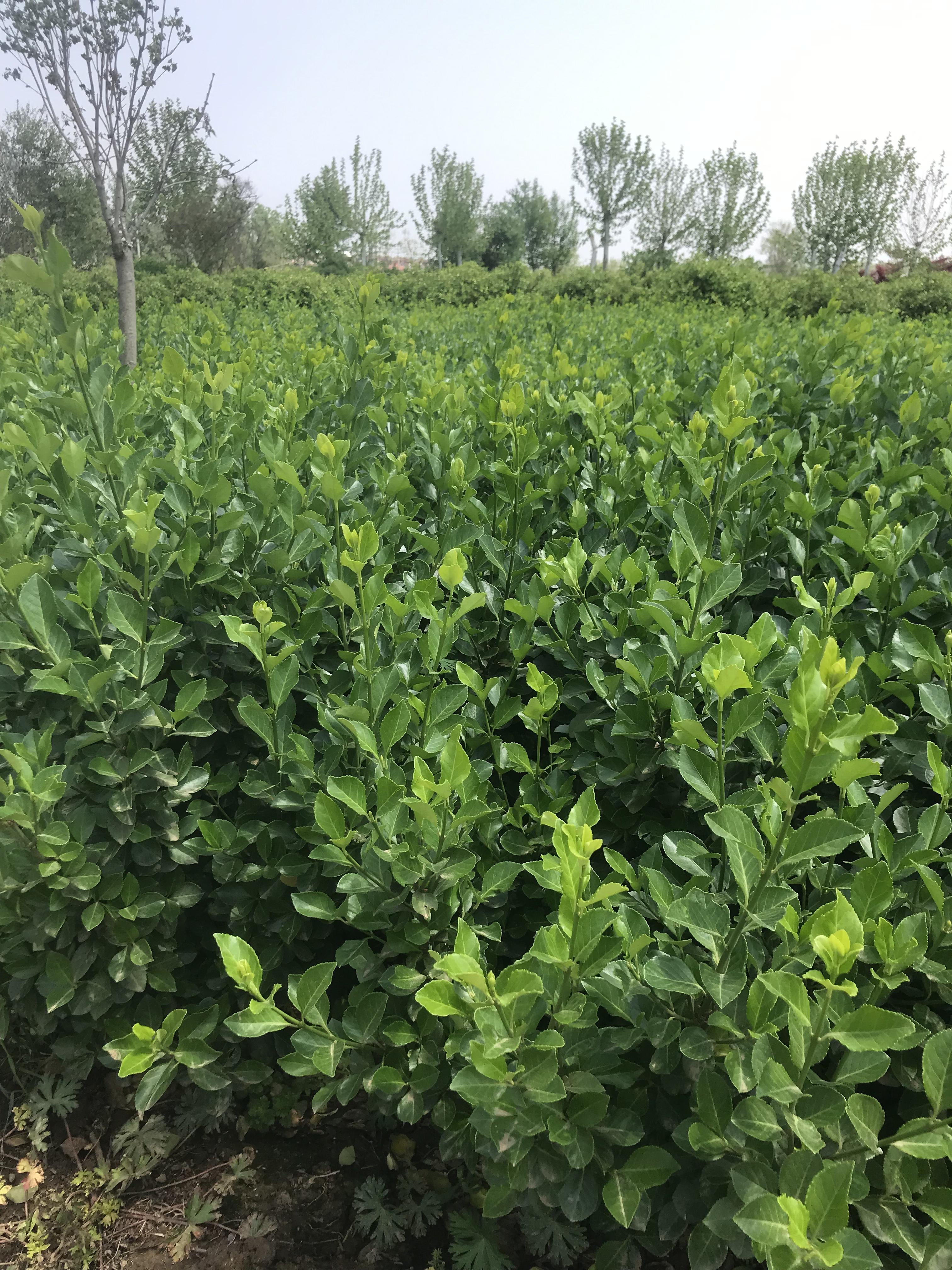 种植黄杨品种的选择，探寻最佳种植品种