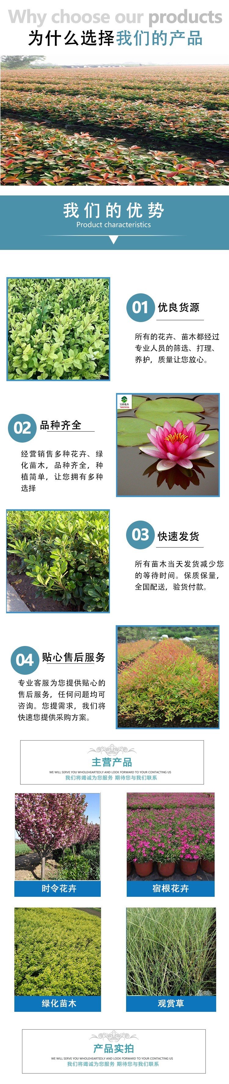 当今最红火的绿化树苗品种